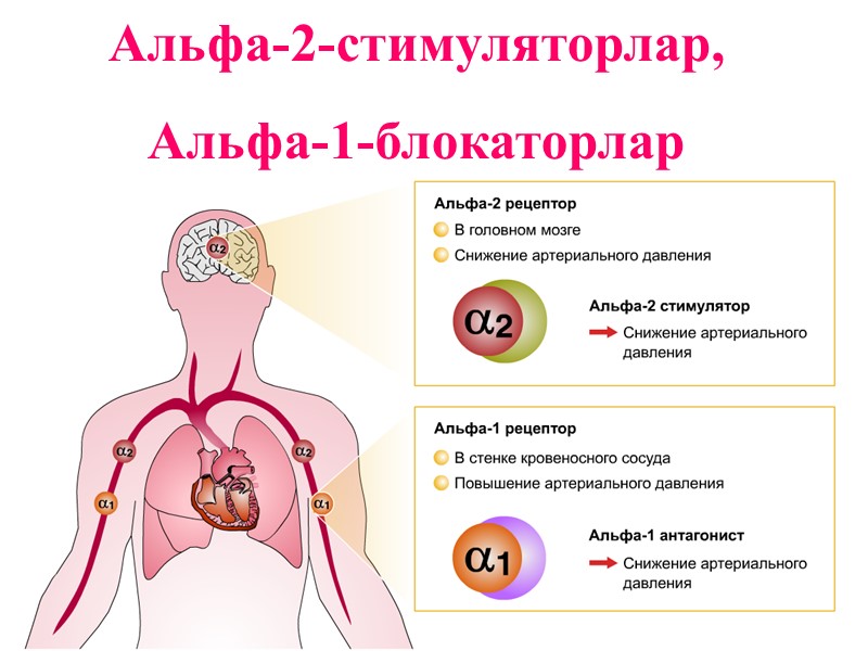 Альфа-2-стимуляторлар, Альфа-1-блокаторлар